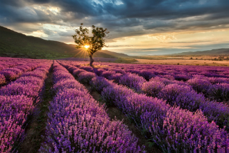 Lavender Sunset Small[1]